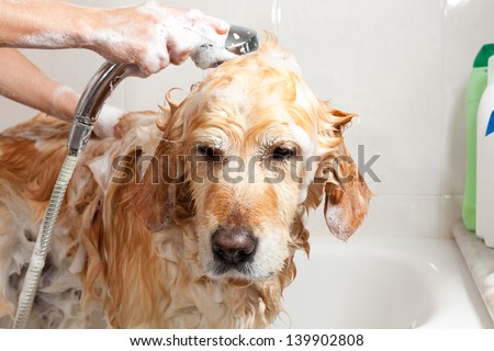 A Dog Taking A Shower With Soap And Water