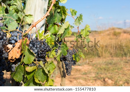 Vines in autumn about to be harvested