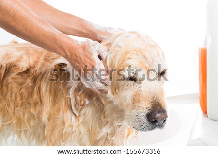 A Dog Taking A Shower With Soap And Water