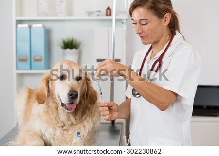 Veterinary placing a catheter via a Golden Retriever in the clinic
