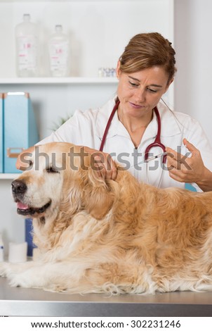 Veterinary injecting a vaccine to a dog Golden Retriever
