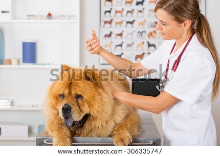 Veterinary injecting a vaccine to a dog Chow Chow