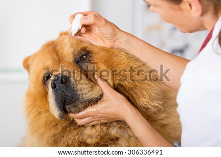 Veterinary placing a few drops of eye drops dog Chow Chow
