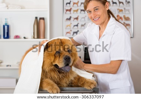 Canine hairdresser in a beauty clinic with Chow Chow
