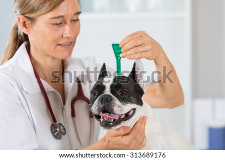 Veterinary antiparasitic placing a pipette into a French bulldog in the consultation