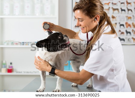 Veterinary by listening to a French bulldog dog in his clinic