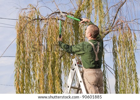 Willow Tree Branches