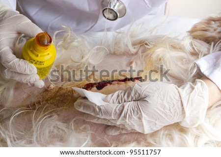 Wound cleansing operation of a dog into the abdomen