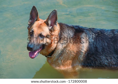 Shepherd in the water, looking at the viewer