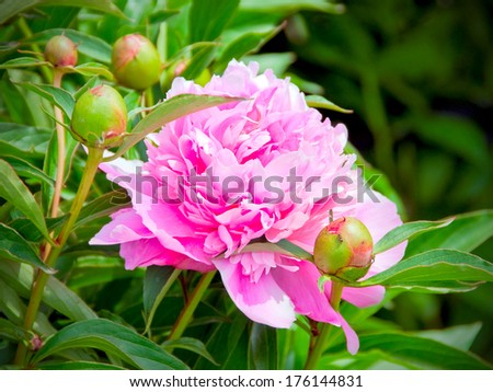 Pink peony flower with buds and leaves, shallow depth of field