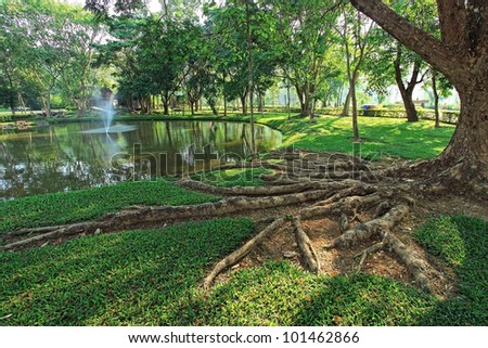 Tropical Tree Roots