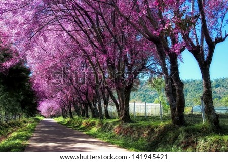 Cherry Blossom path way