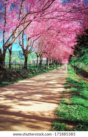 Cherry Blossom Pathway In Chiangmai, Thailand