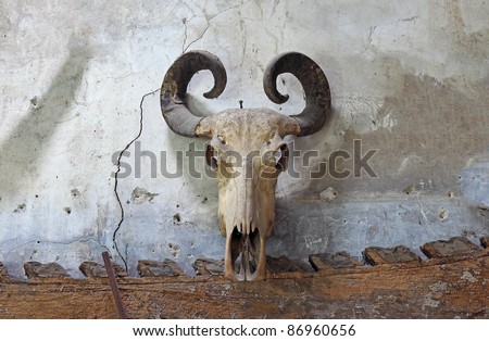 Buffalo skull on old wall