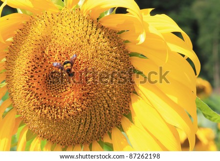 A honey bee works over on sunflower