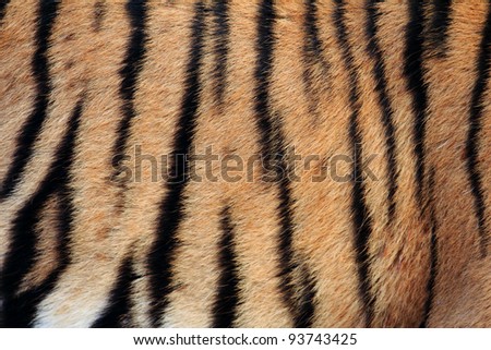 Real Tiger Texture background