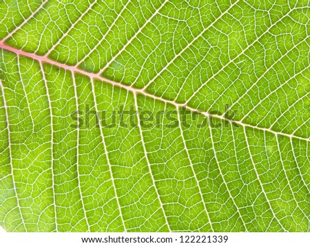 leaf detail Easter plant poinsettia