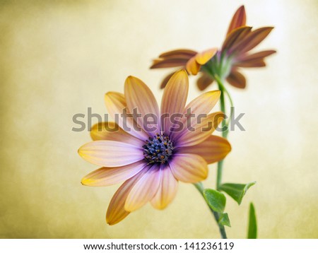 dimorfoteca flower composition with yellow and violet colors