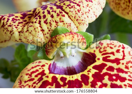 Close up of lady\'s purse flower calceolaria Spring flower