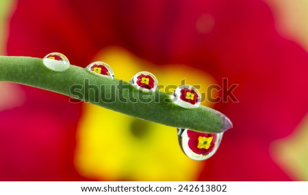 red flower pot mirroring inside dew drops, soft focus