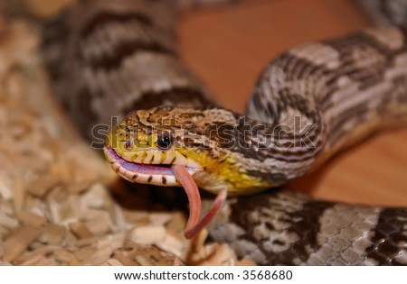 Snake Eating Mouse