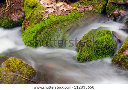 Spring vegetation and Wolf Creek in the Smoky Mountains