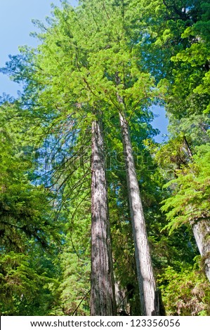 Pair of Coastal Redwoods in Redwood National Park in California