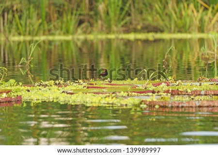 Jacana on Giant Water Lilies in the Amazon rain forest