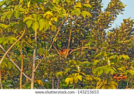 Tamandua in a Rain Forest tree in the Peruvian Amazon