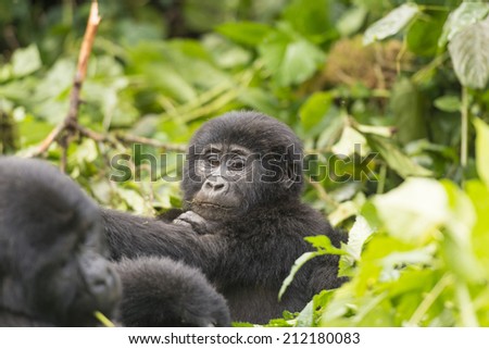 Young Gorilla in the Bwindi Impenetrable Forest