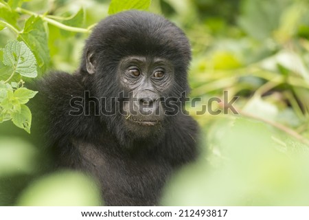 Young Mountain Gorilla in the Bwindi Impenetrable Forest