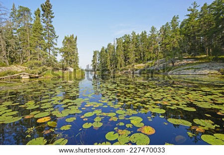Lily Pads on Dogfish lake in Rushing River Provincial Park in Ontario