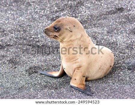 A Baby Galapagos Sea Lion on Fernandina Island