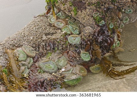 Marine Flora and Fauna at Low Tide on Lighthouse Beach near Cape Arago in Oregon