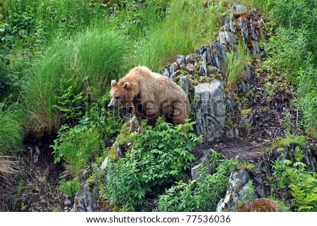This young kodiak grizzly is watching a potential larger bear as he approaches the area near Fraser Lake on Kodiak Island