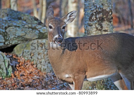 White tailed deer in the backcountry of the Great Smoky Mountains