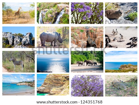 African wild animals collage, fauna diversity in Kruger Park, natural themed collection background, beautiful nature of South Africa, wildlife adventure and travel
