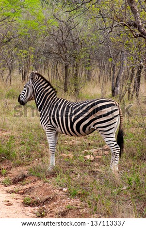 Wild striped zebra  in national Kruger Park in South Africa,natural themed collection background, beautiful nature of South Africa, wildlife adventure and travel