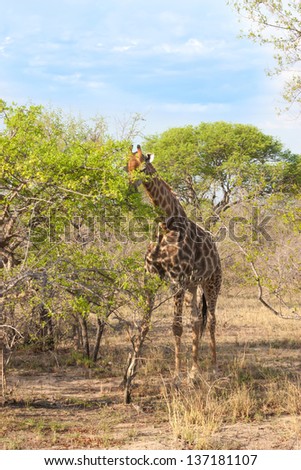 Wild Reticulated Giraffe  and African landscape in national Kruger Park in UAR,natural themed collection background, beautiful nature of South Africa, wildlife adventure and travel