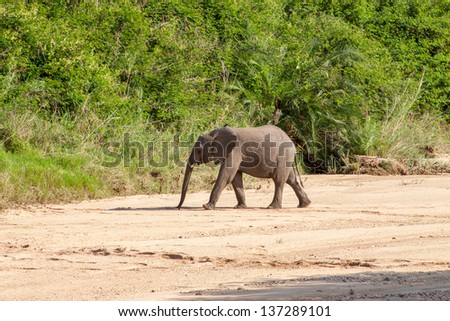 Wild  elephant come to drink in Africa in national Kruger Park in UAR,natural themed collection background, beautiful nature of South Africa, wildlife adventure and travel