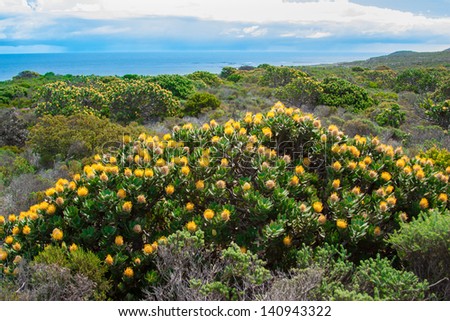 yellow flowers in Cape of Good Hope,Cape Town, UAR