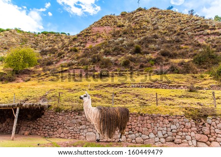 Peruvian  vicuna. Farm of llama,alpaca,Vicuna in Peru,South America. Andean animal.Llama is South American camelid