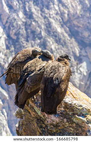 Three Condors at Colca canyon  sitting,Peru,South America. This is a condor the biggest flying bird on earth