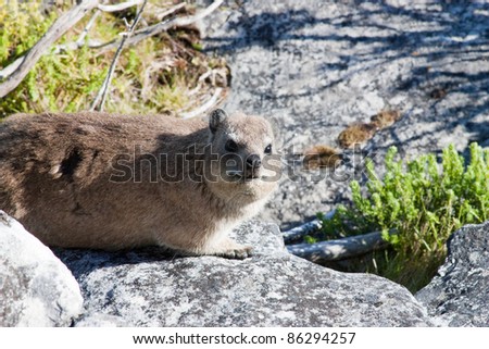 dangerous animal on Table Mountain in Cape Town, South Africa