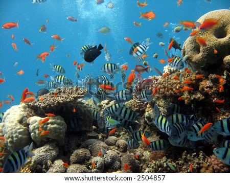 stock photo : Photo of a coral colony
