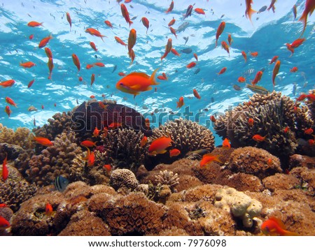 Coral Scene. shot in the Red Sea 17/12/2007