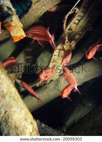 School of red fish inside a ship wreck