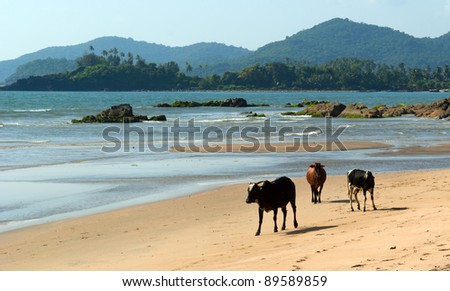 Indian cows walking on Goa\'s beach
