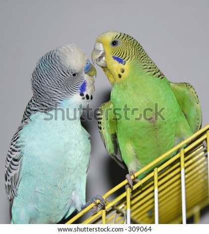 Two parakeets seating and talking on the top of the cage.