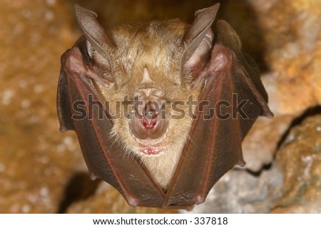 Vampire bat hanging on the wall of a cave.